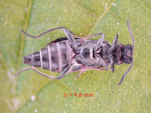 Réf. 231 839 : Anthocomus fasciatus